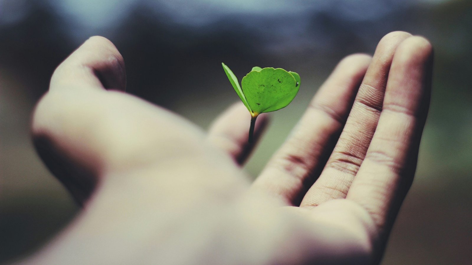 floating green leaf plant floating green leaf plant on person's hand